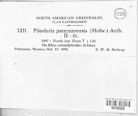 Pileolaria patzcuarensis image